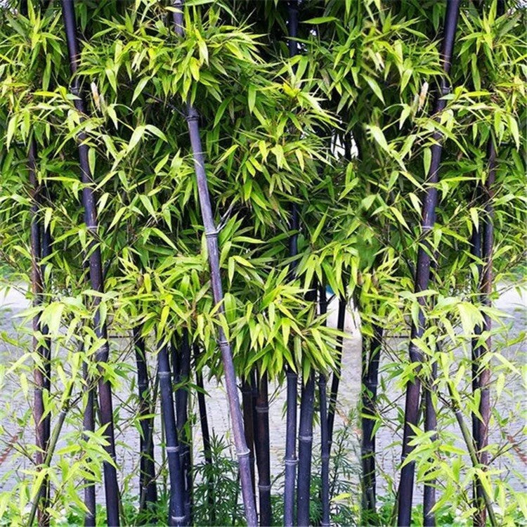 50 Phyllostachys Nigra Black bamboo seeds