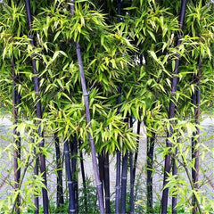 50 Phyllostachys Nigra Black bamboo seeds