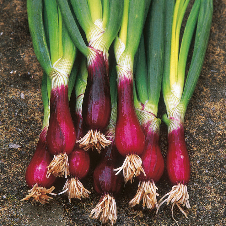 300 Purple Lilia Onion Vegetable Seeds