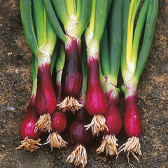 300 Purple Lilia Onion Vegetable Seeds