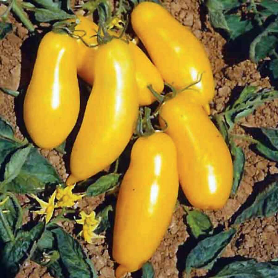100 Banana Legs Tomato Seeds