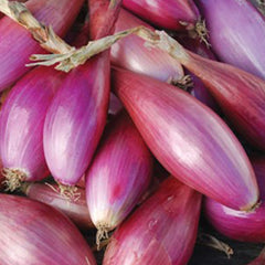 300 Long Scarlet Sweet Red Onion Vegetable Seeds