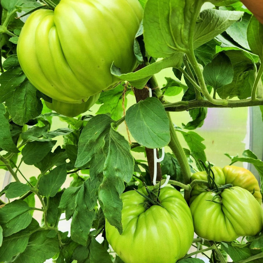Green tomatoes on a vine with leaves