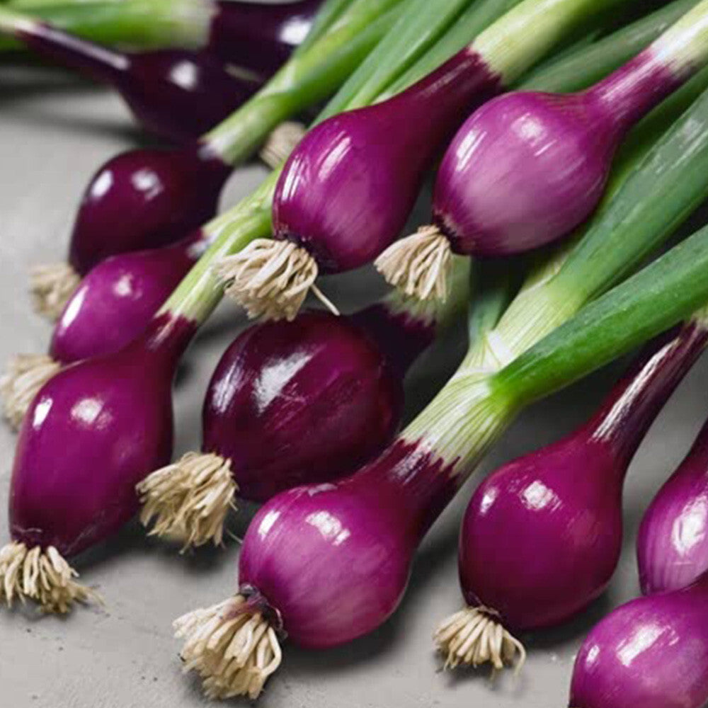 300 Purple Spring Thai Onion Vegetables Seeds