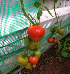 100 Oxheart Tomato Seeds