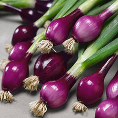 300 Purple Spring Thai Onion Vegetables Seeds