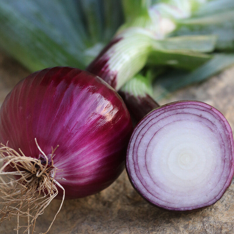 300 Ruby Red Onion Vegetable Seeds