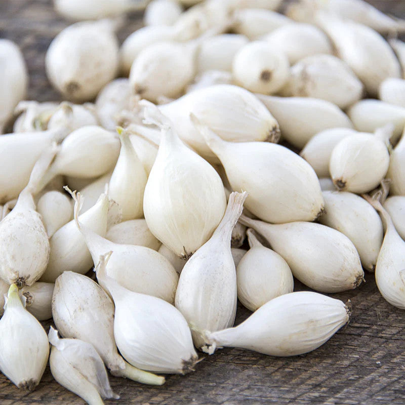 300 Snowball White Onion Vegetable Seeds
