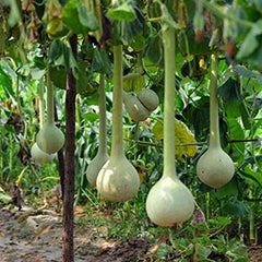 30 Dipper Gourd Vegetable Seeds
