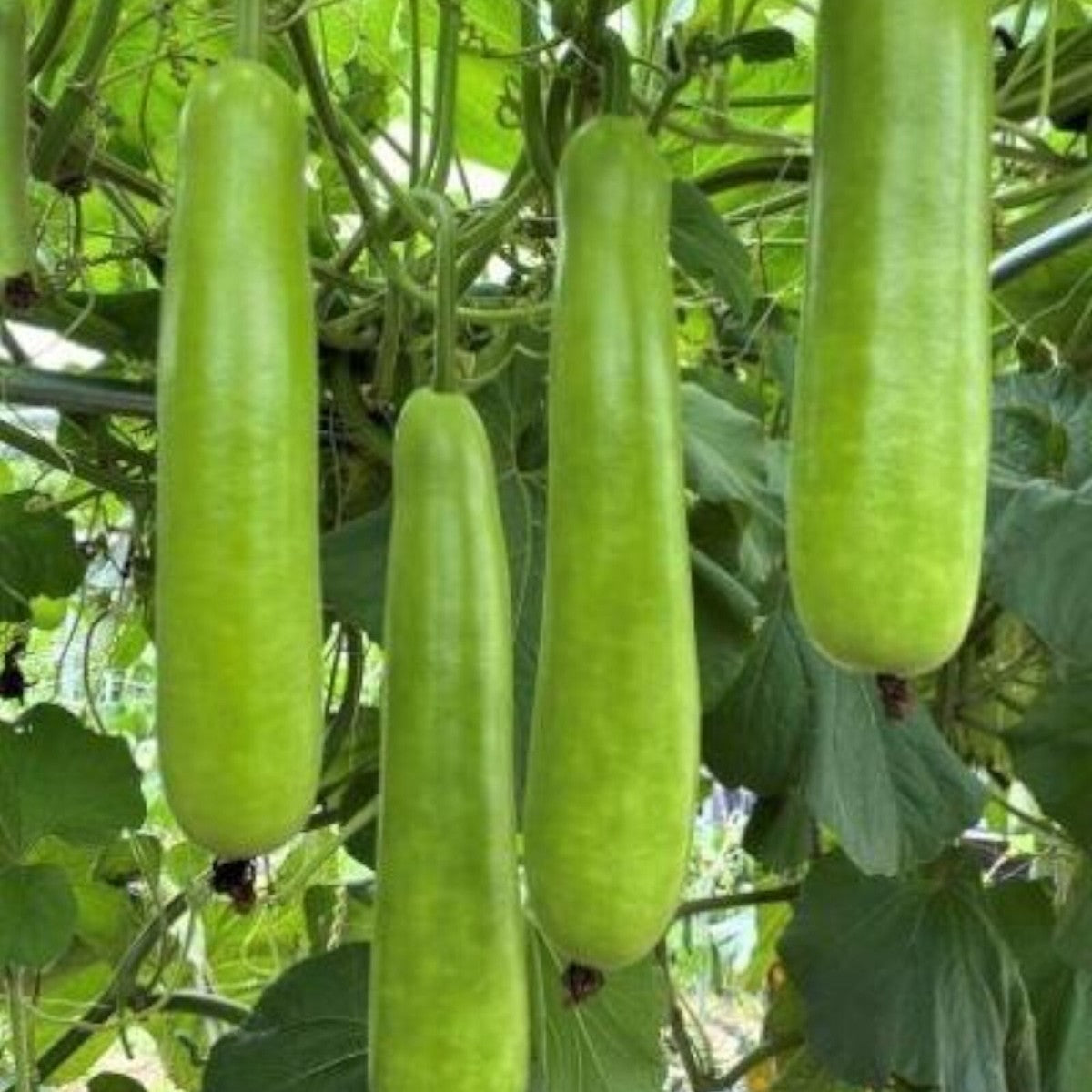 30 Long Bottle Gourd Stars Vegetable Seeds