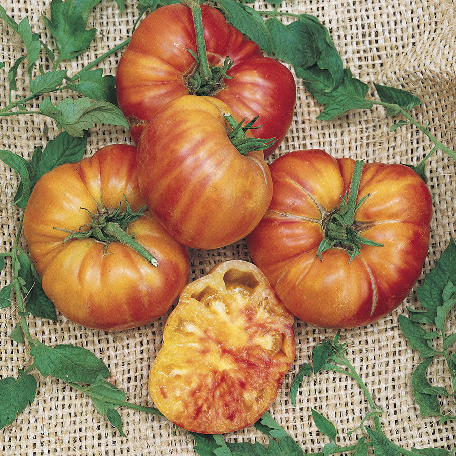 100 Big Rainbow Tomato Seeds