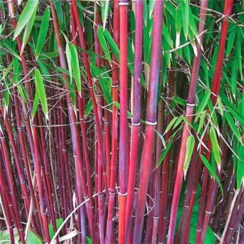 50 Red Giant Bamboo Bambusaceae Seeds