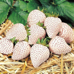 100 Snow White China Strawberry Fruit Seeds