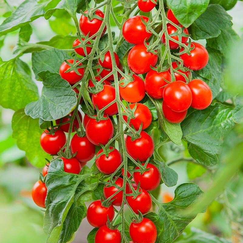 100 Piccolo Red Cherry Tomato Seeds