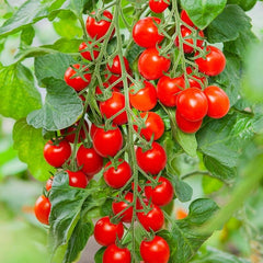 100 Piccolo Red Cherry Tomato Seeds