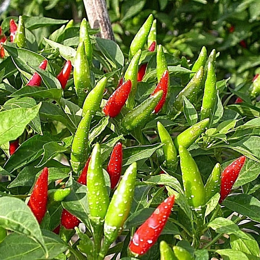 Red and green chili peppers growing on a plant with leaves.