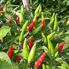 Red and green chili peppers growing on a plant with leaves.