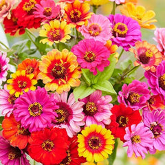 300 Zinnia CAROUSEL MIX Carnival color Flower Seeds