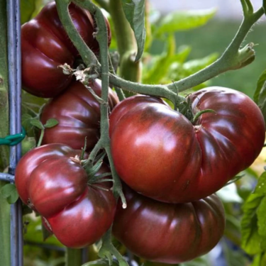 Ripe tomatoes on a vine with green leaves