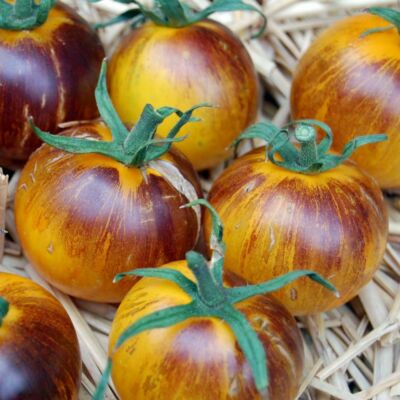 100 Rebel Starfighter Kayleigh Anne Stripes Tomato Seeds