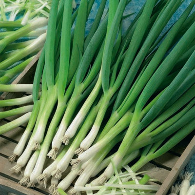 300 White Lisbon Onion Vegetable Seeds