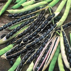 50 Green Bush Bean Black Bean Seeds