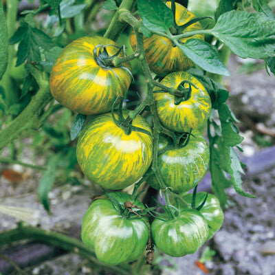 100 Green Zebra Stripes Tomato Seeds