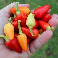 100 Turkish Pickling Chili Pepper Seeds