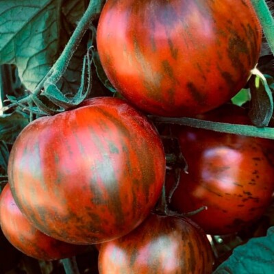 100 Chocolate Stripes Tomato Seeds