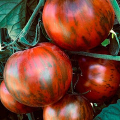 100 Chocolate Stripes Tomato Seeds