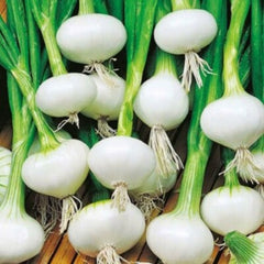 300 Crystal White Wax Onion Vegetable Seeds