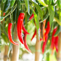 200 Chili Cayenne Pepper Plants Seeds