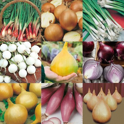 300 Mixed Onion Vegetable Seeds