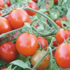 100 Little Tom Red Tomato Seeds