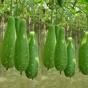 30 Asian Green Bottle Gourd Vegetable Seeds