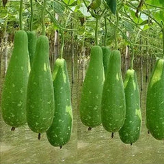 30 Asian Green Bottle Gourd Vegetable Seeds