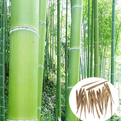 50 Giant Moso Bamboo Seeds