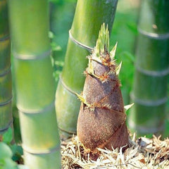 50 Giant Moso Bamboo Seeds