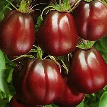 Close-up of dark red fruits with green leaves