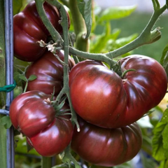 Ripe tomatoes on a vine with green leaves