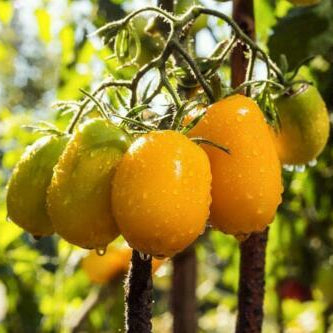 Yellow tomatoes on a vine with green leaves in the background