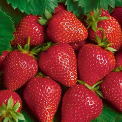 100 Allstar Strawberry Fruit Organic Sweet Seeds