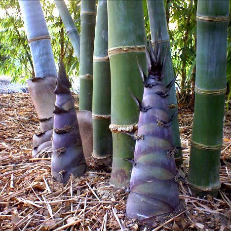 Bamboo plants with purple and green trunks on a natural ground cover.