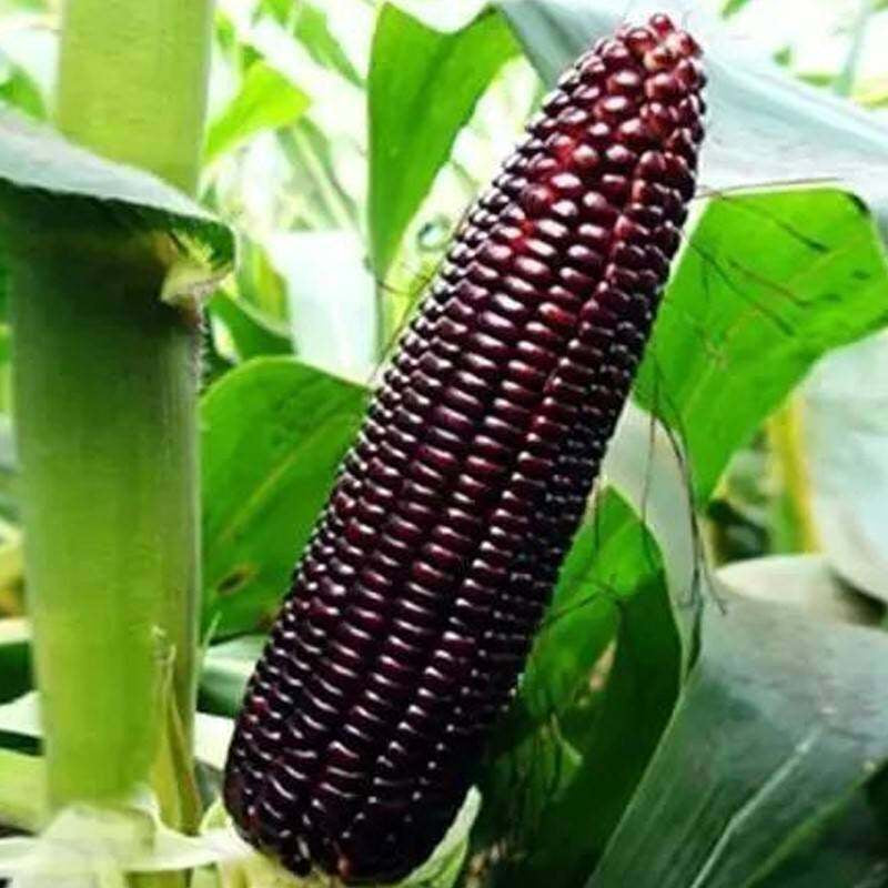 100 Big Purple Thai Sweet Corn Seeds