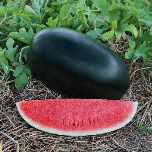 50 Sun Black XL Thai Watermelon Seeds