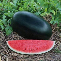 50 Sun Black XL Thai Watermelon Seeds