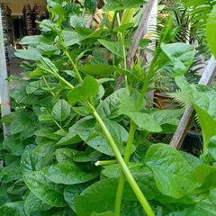 100 White Ceylon Spinach Seeds