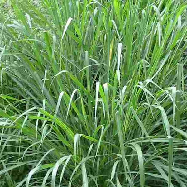 5000 Purple Guinea Pasture Grass Seeds
