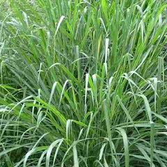 5000 Purple Guinea Pasture Grass Seeds