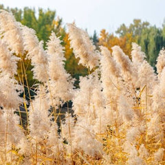 500 Common Reed Tropical Reed Tall Reed Phragmites Karka Seeds
